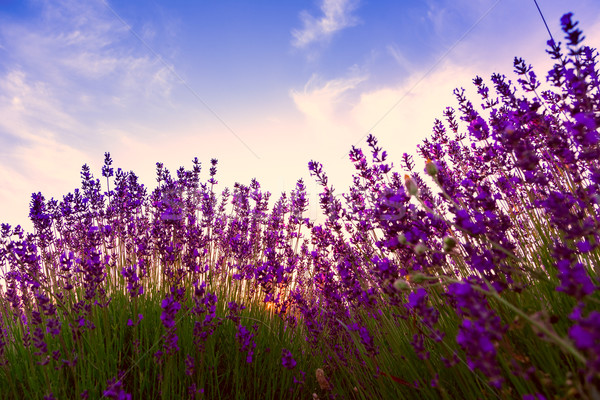 Campo di lavanda Ungheria cielo tramonto natura panorama Foto d'archivio © Fesus