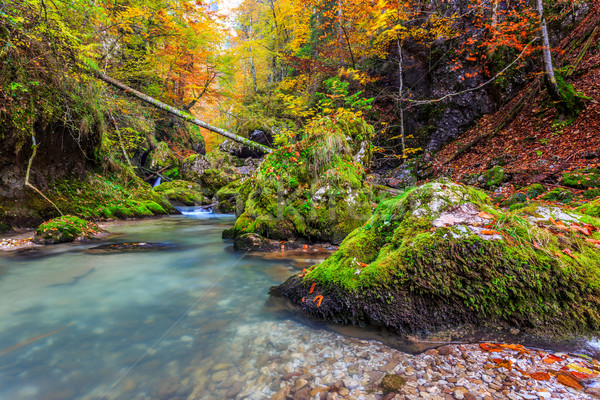 Arroyo profundo montana forestales agua madera Foto stock © Fesus