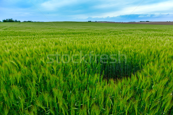 зеленый полях пшеницы Тоскана Италия трава Сток-фото © Fesus