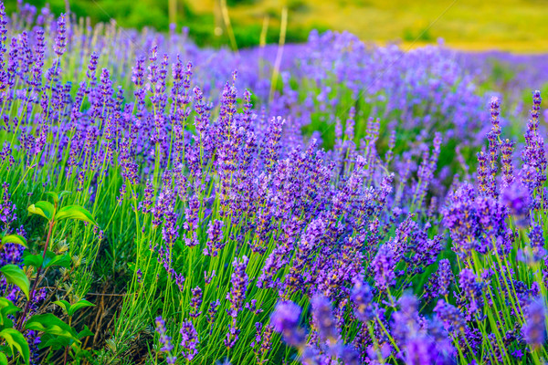 Lavender field in the summer Stock photo © Fesus