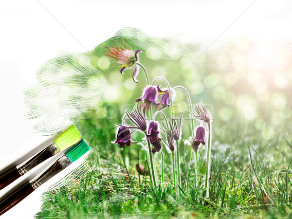 artist brush painting picture of beautiful Pulsatilla Stock photo © Fesus