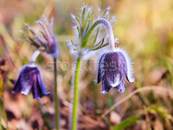 Virág virágzó tavasz legelő csoport Montana Stock fotó © Fesus
