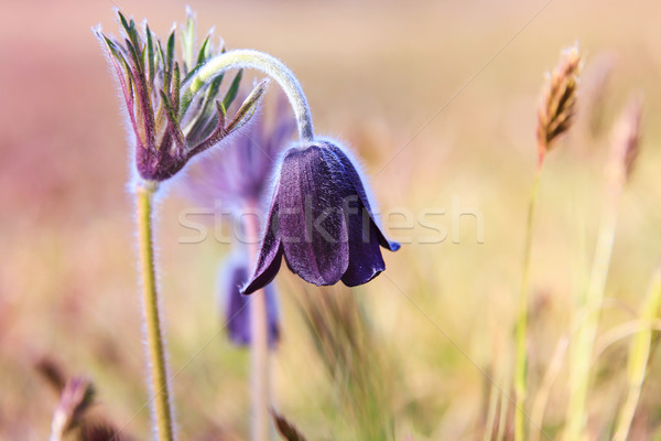 Pasque Flower blooming on spring meadow Stock photo © Fesus