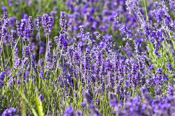 Stock photo: Lavender field