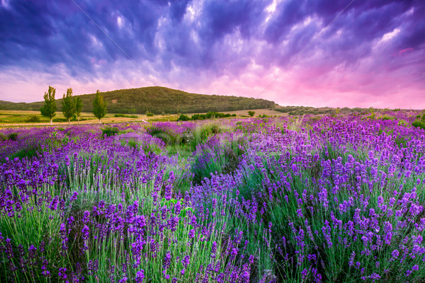 Sunset over a summer lavender field in Tihany, Hungary Stock photo © Fesus