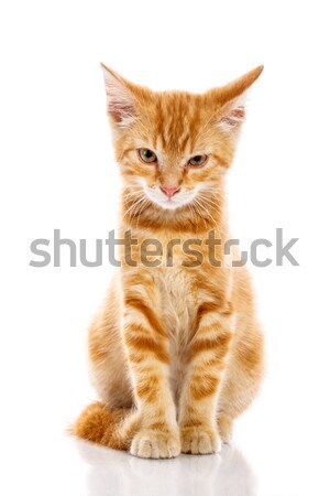 Rood weinig kat geïsoleerd achtergrond Stockfoto © Fesus