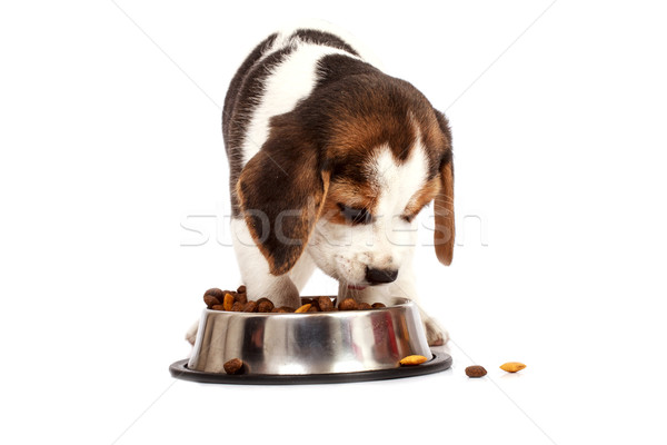 Tazı köpek yavrusu köpek yeme beyaz üzücü Stok fotoğraf © Fesus