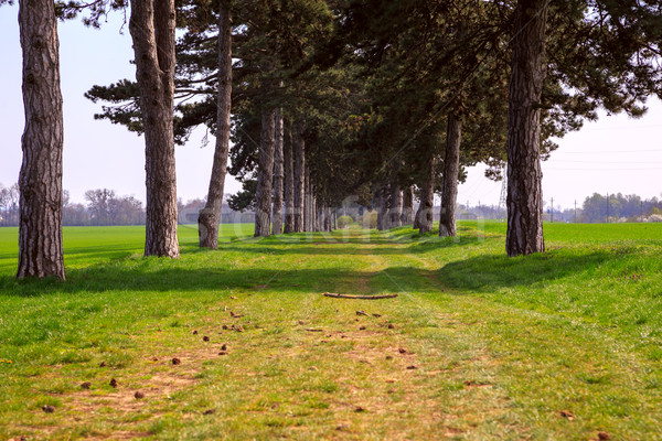 tree alley in summer with footpath Stock photo © Fesus