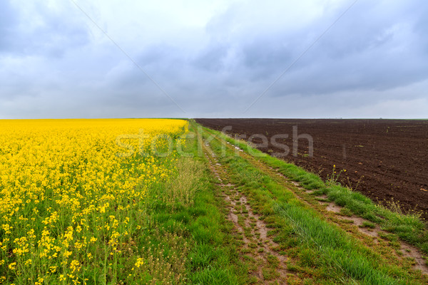 Dirt road and canola fields Stock photo © Fesus