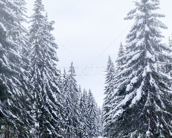 Invierno paisaje esquí centro montanas alpes Foto stock © Fesus