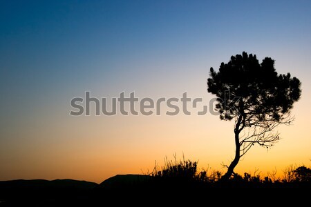 силуэта дерево закат Закинф острове Греция Сток-фото © Fesus