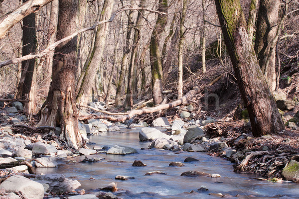 Autumn forest with little creek Stock photo © Fesus