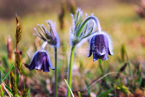 A group of Pulsatilla Stock photo © Fesus