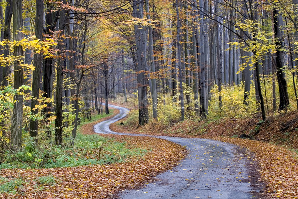 [[stock_photo]]: Automne · scène · forêt · nature · fond · marche