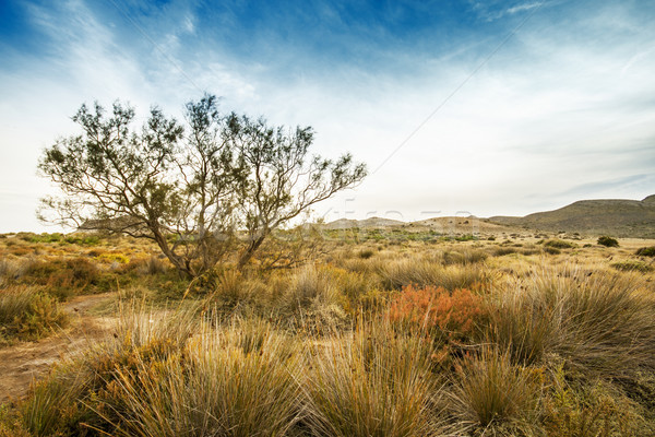 Tree near sand dunes in the desert, Spain, Andalusia, Almeria Stock photo © Fesus