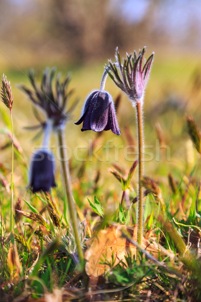 A group of Pulsatilla Stock photo © Fesus