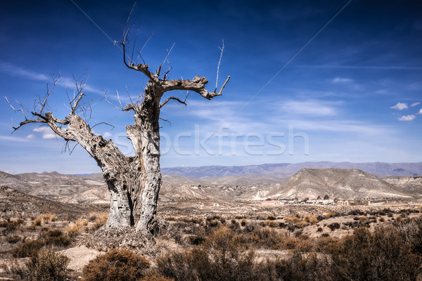 Parched tree in the desert landscape Stock photo © Fesus