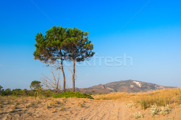 Tree in summer in Zakynthos island Stock photo © Fesus