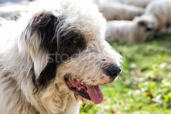 Dogs guard the sheep on the mountain pasture Stock photo © Fesus