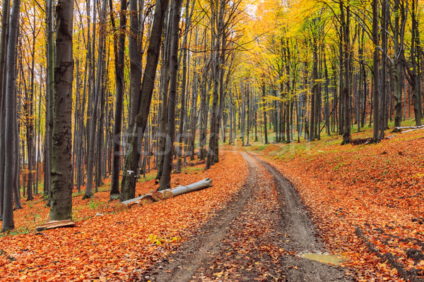 Colorido forestales Hungría carretera sol puesta de sol Foto stock © Fesus