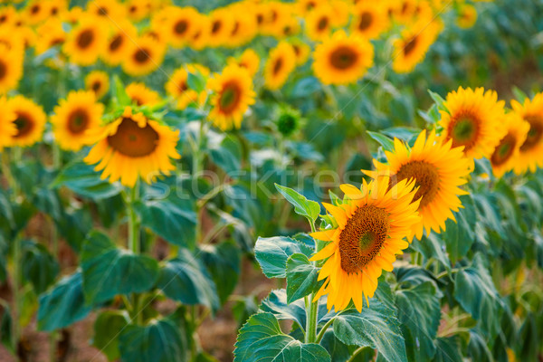 Sunflower field Stock photo © Fesus