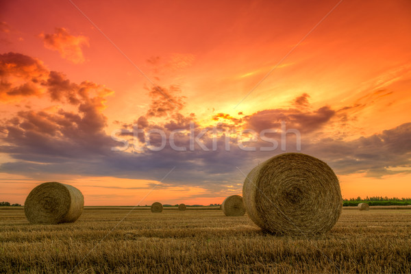 Stock fotó: Naplemente · farm · mező · széna · befejezés · nap
