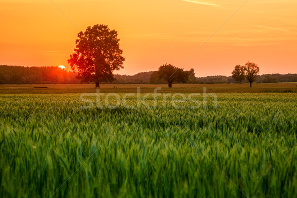 Spring meadow sunset Stock photo © Fesus