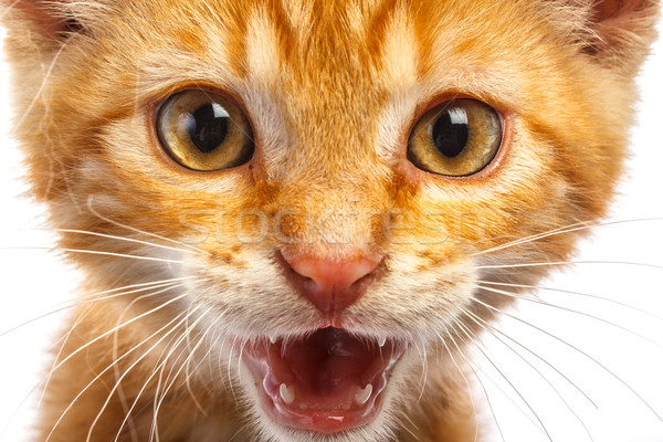 Rood weinig kat geïsoleerd achtergrond portret Stockfoto © Fesus