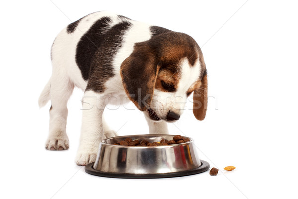 Tazı köpek yavrusu köpek yeme beyaz üzücü Stok fotoğraf © Fesus