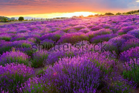 Sunset over a summer lavender field in Tihany Stock photo © Fesus