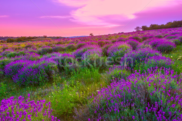 Stock photo: Lavender field in summer