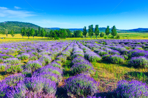 Lavender field in the summer Stock photo © Fesus
