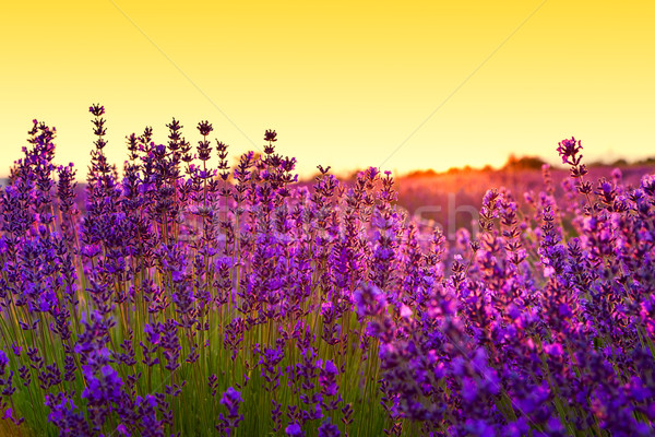 Stock photo: Lavender field in Tihany, Hungary