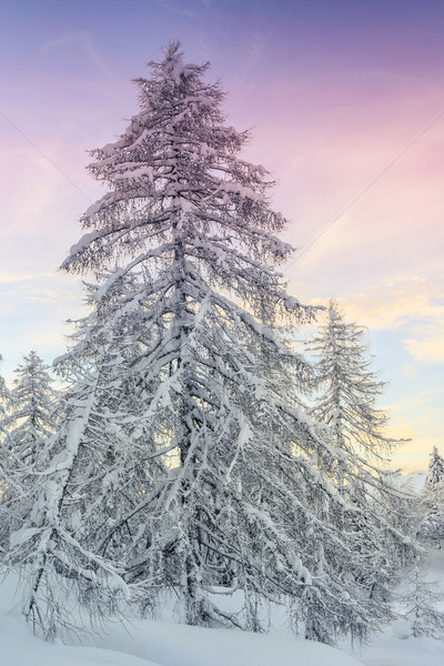 Winter landscape in mountains Julian Alps, Slovenia Stock photo © Fesus