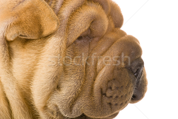 Sharpei chien amusement studio profile ami [[stock_photo]] © Fesus