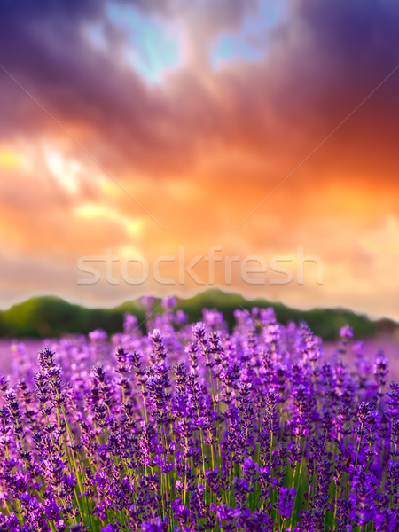 Sunset over a summer lavender field Stock photo © Fesus