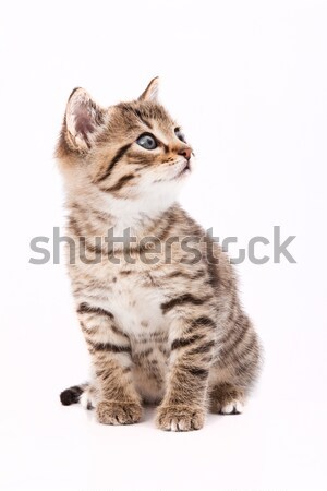 Little grey cat isolated on white Stock photo © Fesus