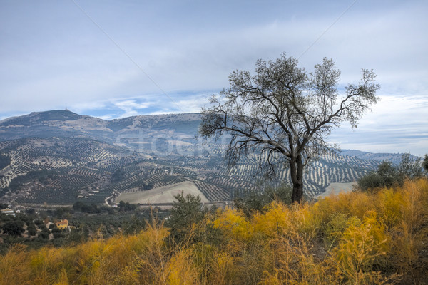 Olive Tree in a rural landscape Stock photo © Fesus