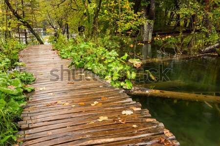 Boardwalk in the park Stock photo © Fesus