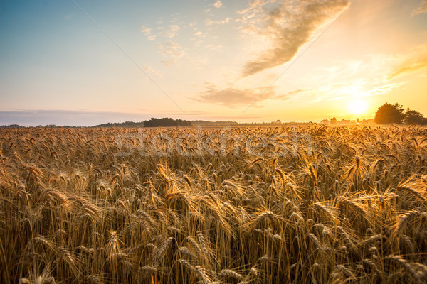 Golden ears of wheat on the field Stock photo © Fesus