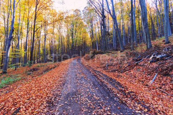 Footpath winding through colorful forest Stock photo © Fesus