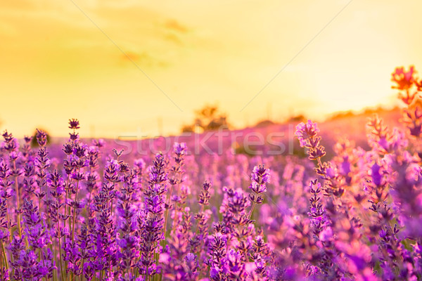 Campo di lavanda Ungheria estate fiore tramonto panorama Foto d'archivio © Fesus