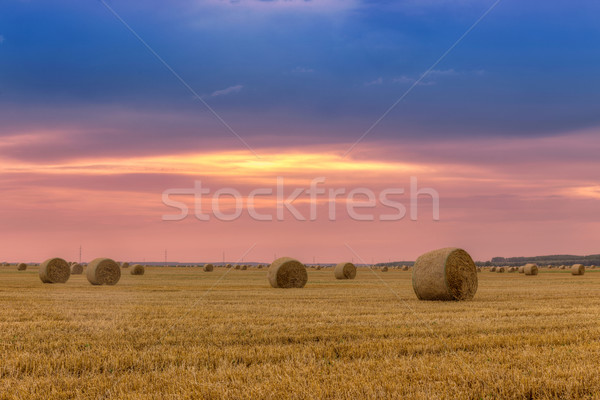 Straw bales with dramatic sky Stock photo © Fesus