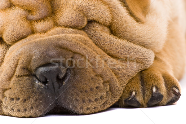 Sharpei Hund Spaß Studio Profil Freund Stock foto © Fesus