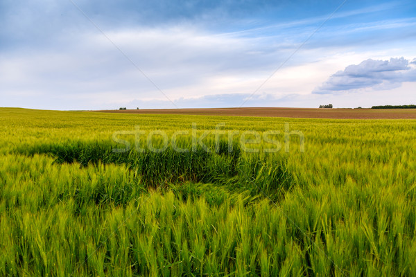зеленый полях пшеницы Тоскана Италия трава Сток-фото © Fesus