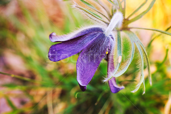 Pasque Flower blooming on spring meadow Stock photo © Fesus