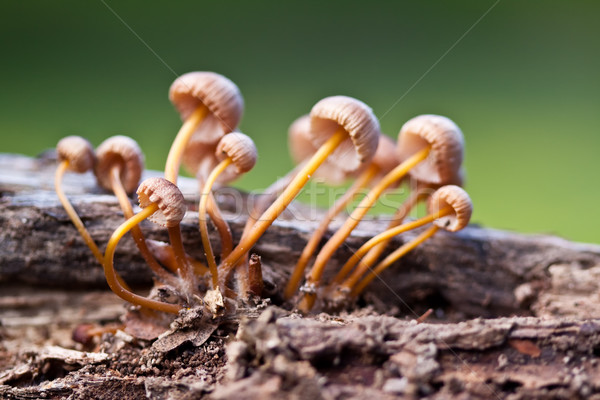 Mushrooms Stock photo © Fesus