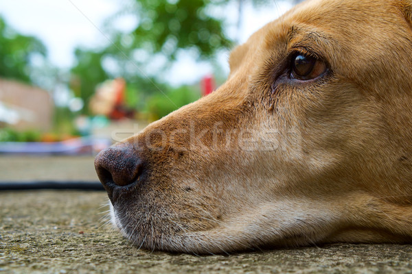 Galben labrador retriever în aer liber focus selectiv ochi gură Imagine de stoc © Fesus