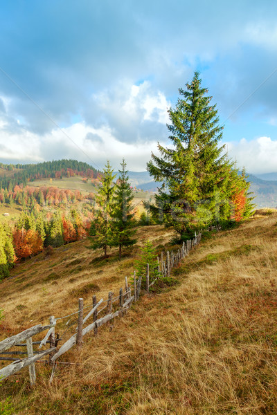 Mglisty lata rano góry drzewo wiosną Zdjęcia stock © Fesus