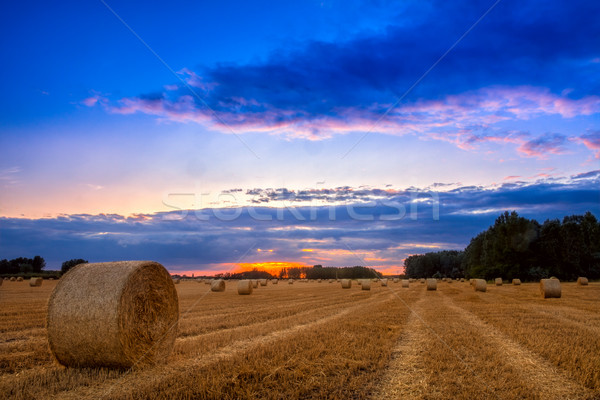 End of day over field with hay bale Stock photo © Fesus